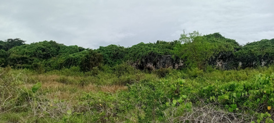 real estate; property, property for sale; property for lease; buying property in sumba; buying property in Indonesia; investment in sumba; investment in sumba; investment in Indonesia; buy property in Indonesia; buy property in sumba; beach for sale; island for lease;  Indonesia; Raja Ampat; West Papua; Yeben Kecil Island; sumba; prodej pozemků; pozemky na prodej; prodej pozemků Indonésie; nemovitosti; nemovitost na prodej; ostrov na pronájem; investice Hamili Ate Beach, koupě nemovitostíH amili Ate Beach; investice; ostrov; pronájem ostrova; land; pozemek; pozemky; Belitung; sumba investment; beach for sale; Kawona Beach for sale