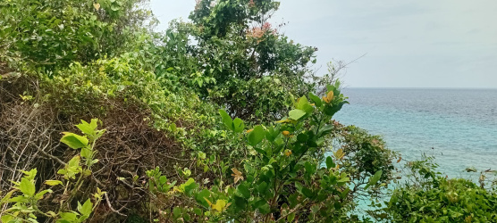 real estate; property, property for sale; property for lease; buying property in sumba; buying property in Indonesia; investment in sumba; investment in sumba; investment in Indonesia; buy property in Indonesia; buy property in sumba; beach for sale; island for lease;  Indonesia; Raja Ampat; West Papua; Yeben Kecil Island; sumba; prodej pozemků; pozemky na prodej; prodej pozemků Indonésie; nemovitosti; nemovitost na prodej; ostrov na pronájem; investice Hamili Ate Beach, koupě nemovitostíH amili Ate Beach; investice; ostrov; pronájem ostrova; land; pozemek; pozemky; Belitung; sumba investment; beach for sale; Bukambero Beach for sale