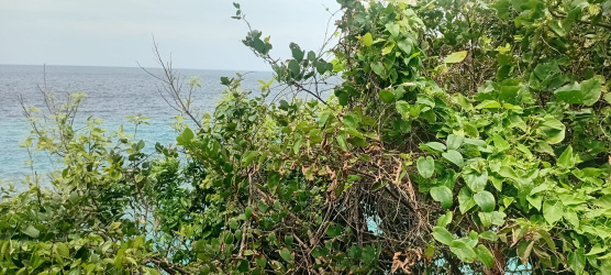 real estate; property, property for sale; property for lease; buying property in sumba; buying property in Indonesia; investment in sumba; investment in sumba; investment in Indonesia; buy property in Indonesia; buy property in sumba; beach for sale; island for lease;  Indonesia; Raja Ampat; West Papua; Yeben Kecil Island; sumba; prodej pozemků; pozemky na prodej; prodej pozemků Indonésie; nemovitosti; nemovitost na prodej; ostrov na pronájem; investice Hamili Ate Beach, koupě nemovitostíH amili Ate Beach; investice; ostrov; pronájem ostrova; land; pozemek; pozemky; Belitung; sumba investment; beach for sale; Bukambero Beach for sale