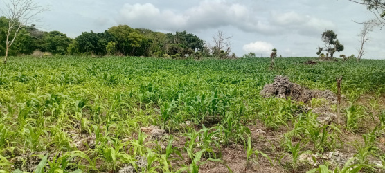 real estate; property, property for sale; property for lease; buying property in sumba; buying property in Indonesia; investment in sumba; investment in sumba; investment in Indonesia; buy property in Indonesia; buy property in sumba; beach for sale; island for lease;  Indonesia; Raja Ampat; West Papua; Yeben Kecil Island; sumba; prodej pozemků; pozemky na prodej; prodej pozemků Indonésie; nemovitosti; nemovitost na prodej; ostrov na pronájem; investice Hamili Ate Beach, koupě nemovitostíH amili Ate Beach; investice; ostrov; pronájem ostrova; land; pozemek; pozemky; Belitung; sumba investment; beach for sale; Bukambero Beach for sale