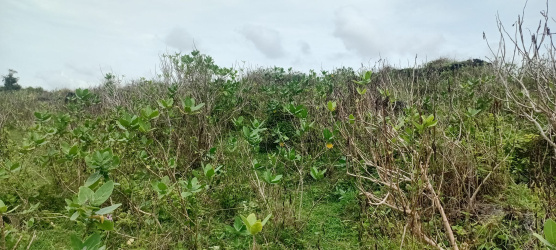 real estate; property, property for sale; property for lease; buying property in sumba; buying property in Indonesia; investment in sumba; investment in sumba; investment in Indonesia; buy property in Indonesia; buy property in sumba; beach for sale; island for lease;  Indonesia; Raja Ampat; West Papua; Yeben Kecil Island; sumba; prodej pozemků; pozemky na prodej; prodej pozemků Indonésie; nemovitosti; nemovitost na prodej; ostrov na pronájem; investice Hamili Ate Beach, koupě nemovitostíH amili Ate Beach; investice; ostrov; pronájem ostrova; land; pozemek; pozemky; Belitung; sumba investment; beach for sale; Bukambero Beach for sale