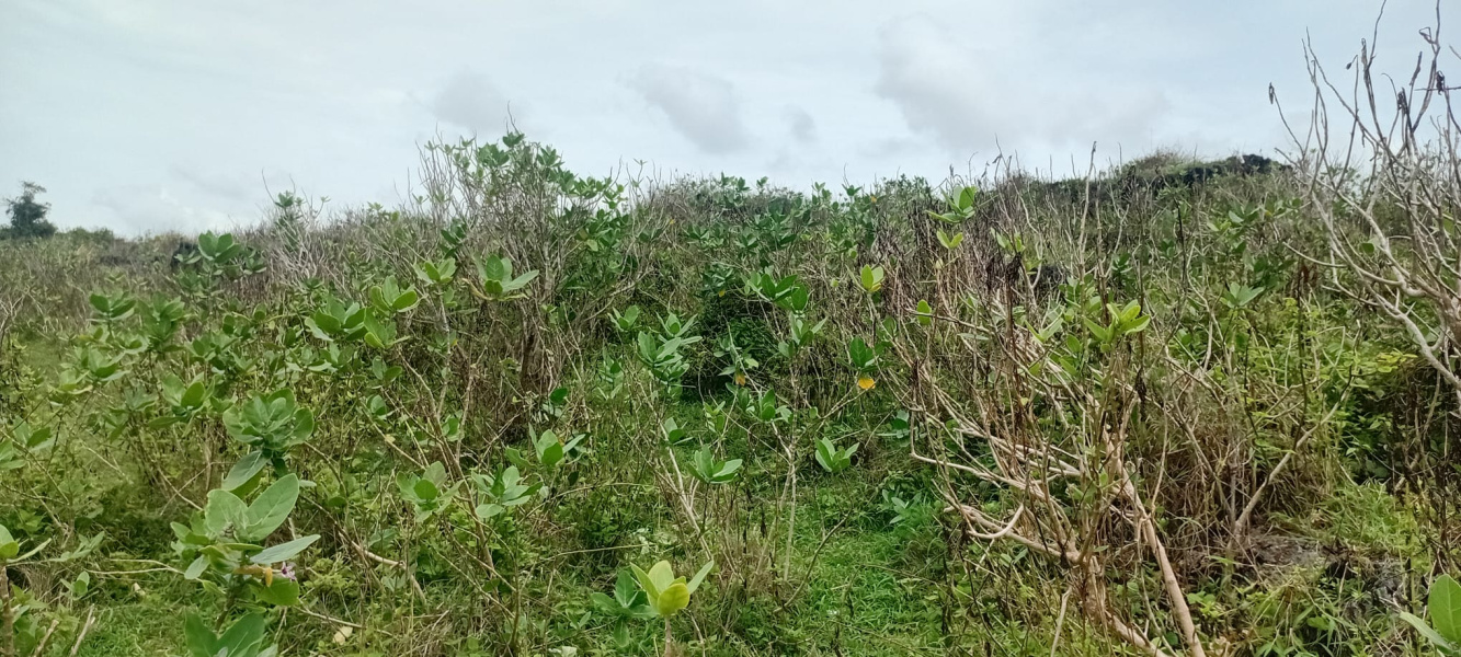 real estate; property, property for sale; property for lease; buying property in sumba; buying property in Indonesia; investment in sumba; investment in sumba; investment in Indonesia; buy property in Indonesia; buy property in sumba; beach for sale; island for lease;  Indonesia; Raja Ampat; West Papua; Yeben Kecil Island; sumba; prodej pozemků; pozemky na prodej; prodej pozemků Indonésie; nemovitosti; nemovitost na prodej; ostrov na pronájem; investice Hamili Ate Beach, koupě nemovitostíH amili Ate Beach; investice; ostrov; pronájem ostrova; land; pozemek; pozemky; Belitung; sumba investment; beach for sale; Bukambero Beach for sale