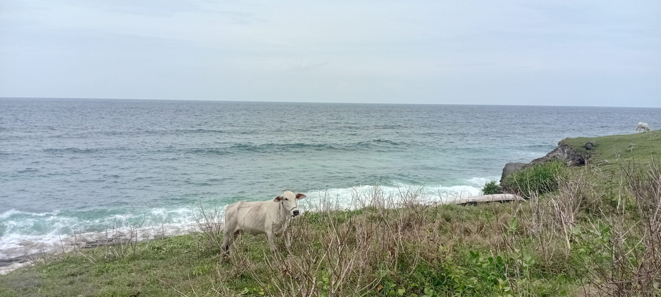 real estate; property, property for sale; property for lease; buying property in sumba; buying property in Indonesia; investment in sumba; investment in sumba; investment in Indonesia; buy property in Indonesia; buy property in sumba; beach for sale; island for lease;  Indonesia; Raja Ampat; West Papua; Yeben Kecil Island; sumba; prodej pozemků; pozemky na prodej; prodej pozemků Indonésie; nemovitosti; nemovitost na prodej; ostrov na pronájem; investice Hamili Ate Beach, koupě nemovitostíH amili Ate Beach; investice; ostrov; pronájem ostrova; land; pozemek; pozemky; Belitung; sumba investment; beach for sale; Bukambero Beach for sale