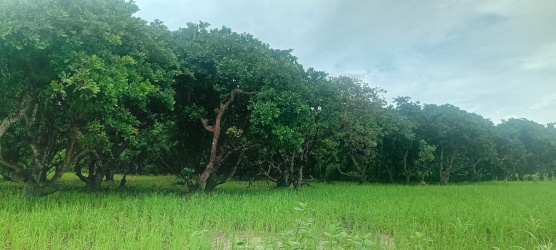 real estate; property, property for sale; property for lease; buying property in sumba; buying property in Indonesia; investment in sumba; investment in sumba; investment in Indonesia; buy property in Indonesia; buy property in sumba; beach for sale; island for lease;  Indonesia; Raja Ampat; West Papua; Yeben Kecil Island; sumba; prodej pozemků; pozemky na prodej; prodej pozemků Indonésie; nemovitosti; nemovitost na prodej; ostrov na pronájem; koupě nemovitostí; investice; ostrov; pronájem ostrova; land; pozemek; pozemky; Belitung; sumba investment; beach for sale; Wainyapu Beach for sale; sumba