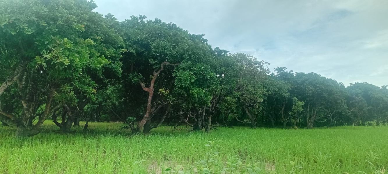 real estate; property, property for sale; property for lease; buying property in sumba; buying property in Indonesia; investment in sumba; investment in sumba; investment in Indonesia; buy property in Indonesia; buy property in sumba; beach for sale; island for lease;  Indonesia; Raja Ampat; West Papua; Yeben Kecil Island; sumba; prodej pozemků; pozemky na prodej; prodej pozemků Indonésie; nemovitosti; nemovitost na prodej; ostrov na pronájem; koupě nemovitostí; investice; ostrov; pronájem ostrova; land; pozemek; pozemky; Belitung; sumba investment; beach for sale; Wainyapu Beach for sale; sumba