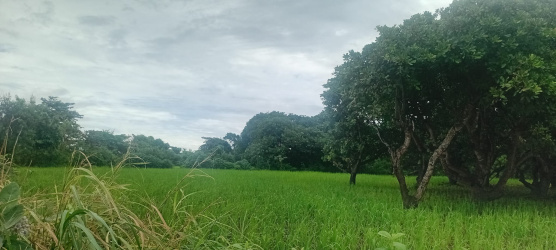 real estate; property, property for sale; property for lease; buying property in sumba; buying property in Indonesia; investment in sumba; investment in sumba; investment in Indonesia; buy property in Indonesia; buy property in sumba; beach for sale; island for lease;  Indonesia; Raja Ampat; West Papua; Yeben Kecil Island; sumba; prodej pozemků; pozemky na prodej; prodej pozemků Indonésie; nemovitosti; nemovitost na prodej; ostrov na pronájem; koupě nemovitostí; investice; ostrov; pronájem ostrova; land; pozemek; pozemky; Belitung; sumba investment; beach for sale; Wainyapu Beach for sale; sumba