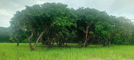 real estate; property, property for sale; property for lease; buying property in sumba; buying property in Indonesia; investment in sumba; investment in sumba; investment in Indonesia; buy property in Indonesia; buy property in sumba; beach for sale; island for lease;  Indonesia; Raja Ampat; West Papua; Yeben Kecil Island; sumba; prodej pozemků; pozemky na prodej; prodej pozemků Indonésie; nemovitosti; nemovitost na prodej; ostrov na pronájem; koupě nemovitostí; investice; ostrov; pronájem ostrova; land; pozemek; pozemky; Belitung; sumba investment; beach for sale; Wainyapu Beach for sale; sumba