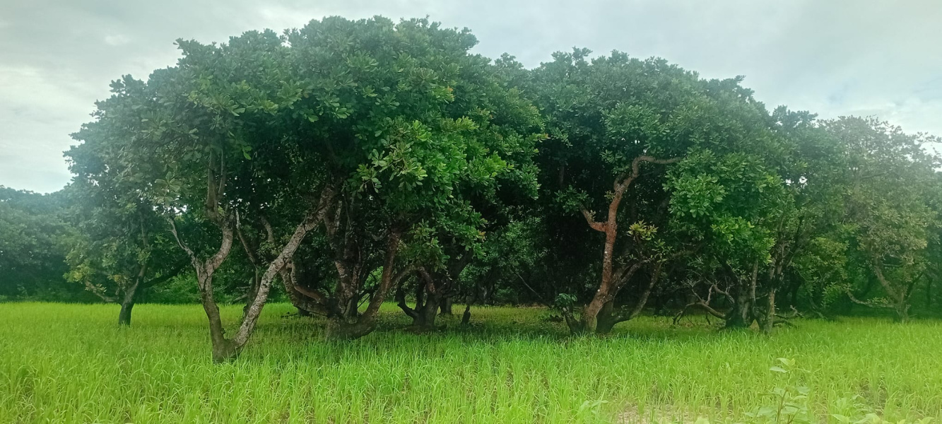 real estate; property, property for sale; property for lease; buying property in sumba; buying property in Indonesia; investment in sumba; investment in sumba; investment in Indonesia; buy property in Indonesia; buy property in sumba; beach for sale; island for lease;  Indonesia; Raja Ampat; West Papua; Yeben Kecil Island; sumba; prodej pozemků; pozemky na prodej; prodej pozemků Indonésie; nemovitosti; nemovitost na prodej; ostrov na pronájem; koupě nemovitostí; investice; ostrov; pronájem ostrova; land; pozemek; pozemky; Belitung; sumba investment; beach for sale; Wainyapu Beach for sale; sumba