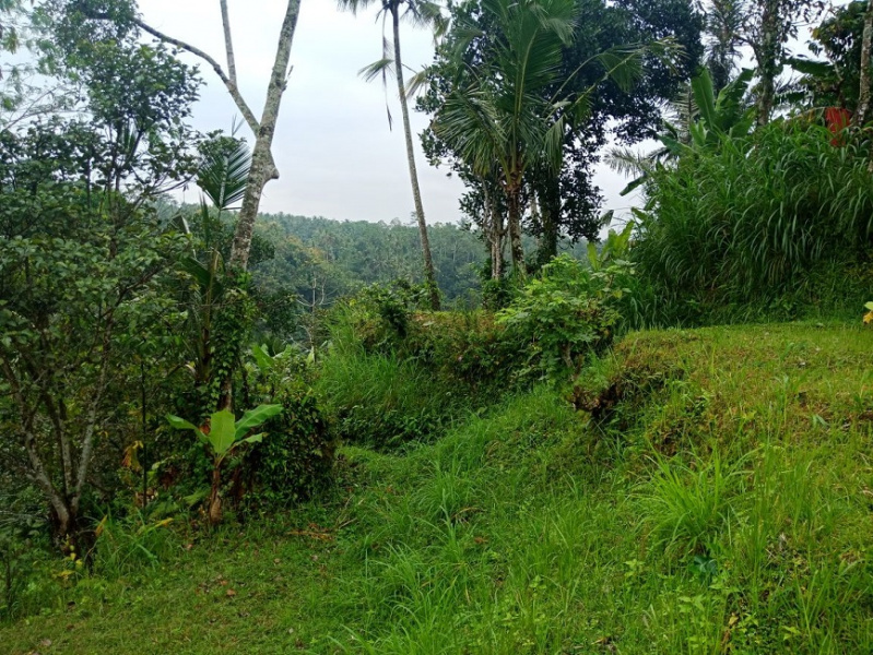 Land for sale with Hotel Licence Ubud, Bali